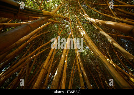 bamboo thickets in Vietnam Stock Photo