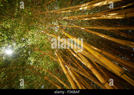 bamboo thickets in Vietnam Stock Photo