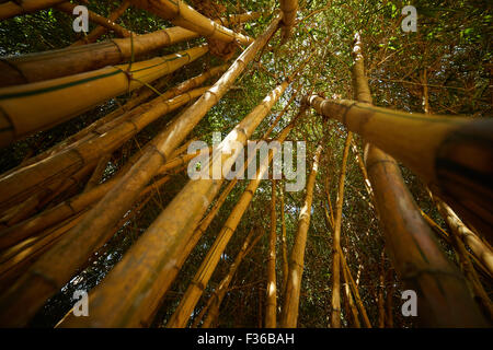 bamboo thickets in Vietnam Stock Photo