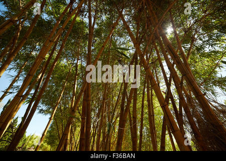 bamboo thickets in Vietnam Stock Photo