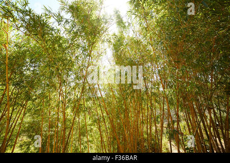 bamboo thickets in Vietnam Stock Photo