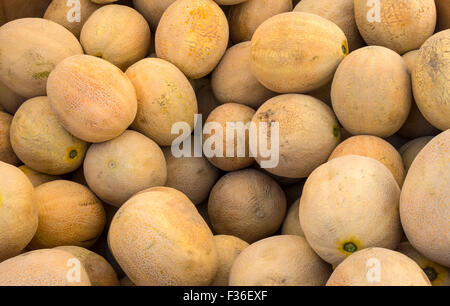 Honey Dew Melon - Farmers Fayre