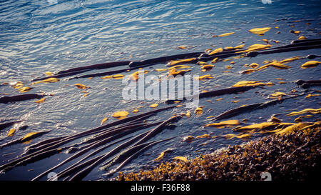 Two types of kelp in water off the Pacific coast. Stock Photo