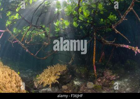 Sunlight streaming into shallow waters with mangroves and seagrass, Yangeffo, Gam Island, Waigeo, Raja Ampat, Indonesia, Pacific Stock Photo