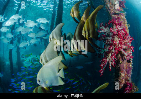 A school of longfin spadefish or batfish, Platax teira, with soft corals under the pier at Arborek Island, Dampier Strait, Raja Stock Photo