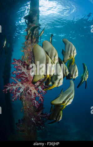 A school of longfin spadefish or batfish, Platax teira, with soft corals under the pier at Arborek Island, Dampier Strait, Raja Ampat, Indonesia Stock Photo