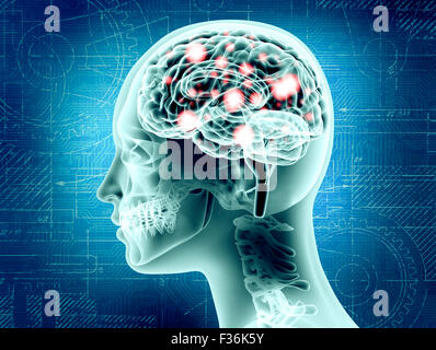 Illustrative representation of female brain anatomy. Stock Photo
