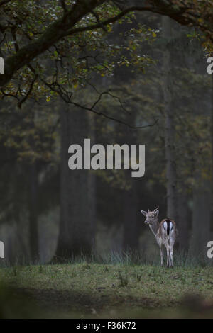 Young Fallow Deer / Damhirsch ( Dama dama ) stands lonely in midst of natural woods looking back for others. Stock Photo
