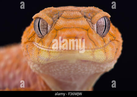 Rough knob-tailed gecko (Nephrurus amyae) Stock Photo