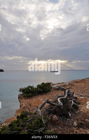 Sailing ship at sunset with clouds and sunbeams in Cala Saona with Juniperus phoenicea plants in the foreground (Formentera, Balearic Islands, Spain) Stock Photo