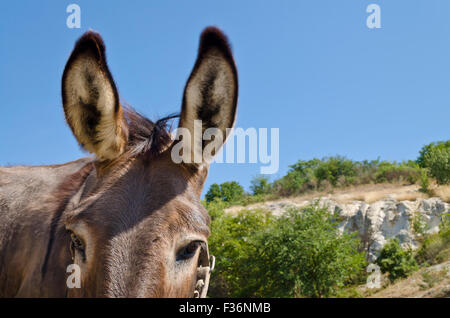 Donkey in a Field in sunny day Stock Photo