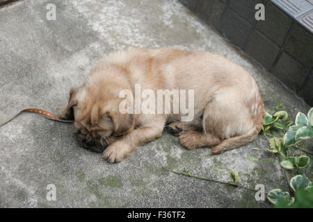 Cute puppy fuzzy tan napping from above Stock Photo