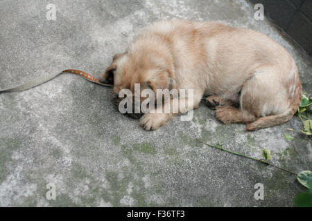 Cute puppy fuzzy tan napping Stock Photo