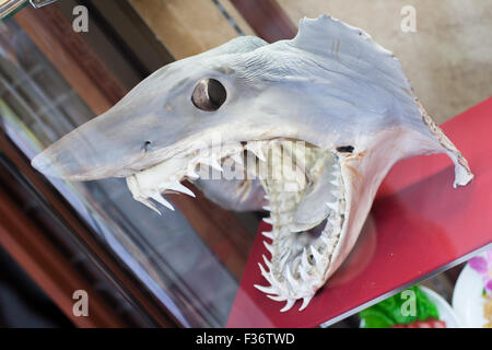 Shark head with skin dried on bone Stock Photo