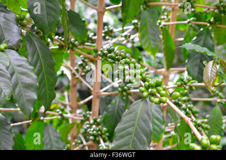 Green coffee beans in the highlands of Boquete, Chiriqui region of Panama Stock Photo