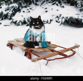 black and white tuxedo cat wearing a scarf enjoys being on a vintage sled on freshly fallen snow. Stock Photo