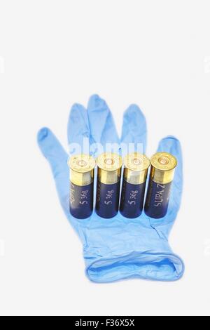 12 Gauge Ga Shotgun Cartridges in Blue Latex Forensic Glove Stock Photo