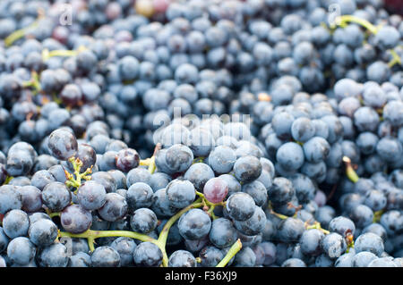 Bunches of grapes Lambrusco , a typical Italian grape ready to be pressed Stock Photo