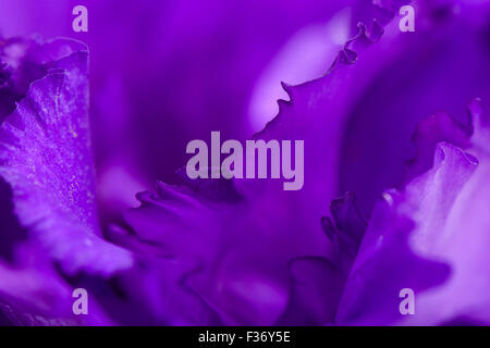 full frame macro image of purple carnation flower Stock Photo