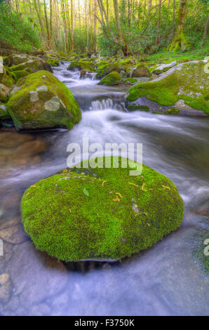 The Roaring Fork Motor Nature Trail in the Great Smoky Mountains National Park Stock Photo