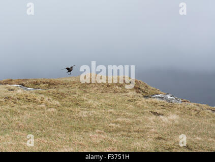 Skua landing on a meadow on the Faroe Islands Stock Photo