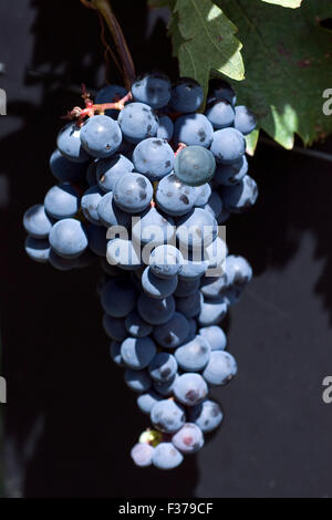 Blauer, Portugieser, alte Rotweinsorte, tempranillo Stock Photo