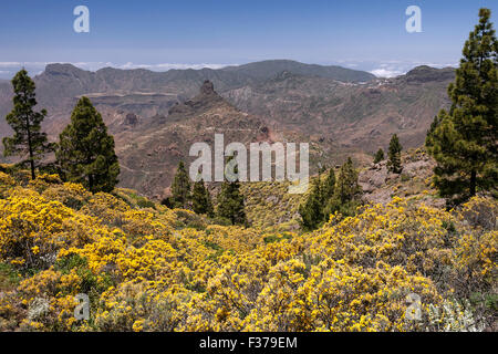 View from the trail to the Roque Nublo, blooming vegetation, yellow flowering broom (Genista) Canary island pine (Pinus Stock Photo