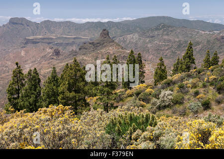 View from the trail to the Roque Nublo, blooming vegetation, yellow flowering broom (Genista) Canary island pine (Pinus Stock Photo