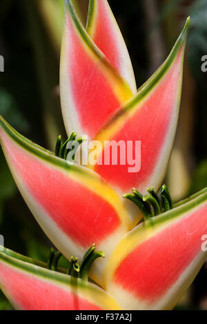 Heliconia (Heliconia wagneriana) blossom, Mahe Island, Seychelles Stock Photo