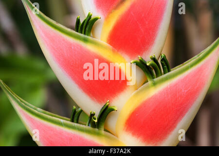 Heliconia (Heliconia wagneriana) blossom, Mahe Island, Seychelles Stock Photo