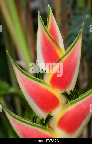 Heliconia (Heliconia wagneriana) blossom, Mahe Island, Seychelles Stock Photo