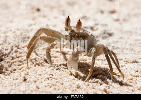 Ghost crab (Ocypode sp.), in the sand, Praslin Island, Seychelles Stock Photo