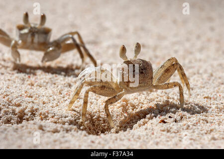 Ghost crab (Ocypode sp.), in the sand, Praslin Island, Seychelles Stock Photo