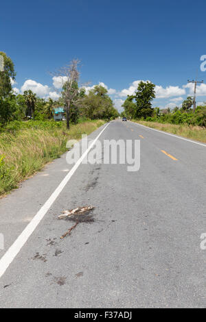 Dead cat on the road Stock Photo