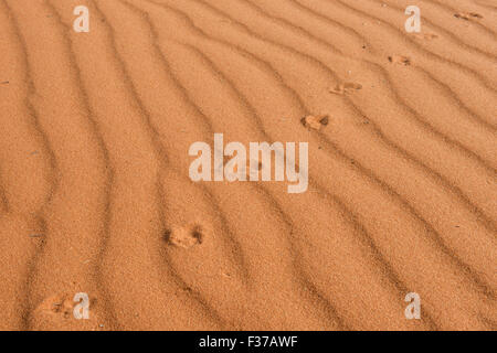 Footprints in the sand, Kalahari Desert, Namibia Stock Photo