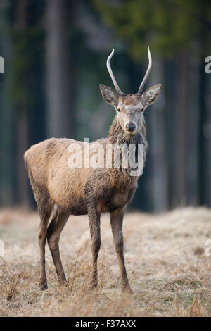 Young red deer (Cervus elaphus), captive, Saxony, Germany Stock Photo