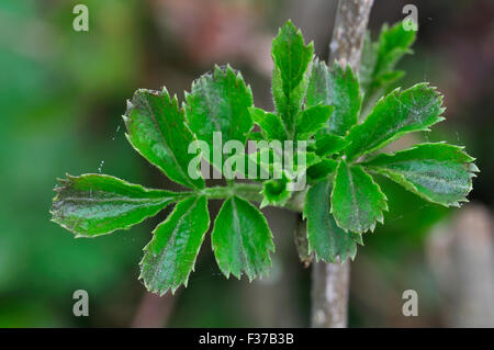 Elder foliage in spring UK Stock Photo