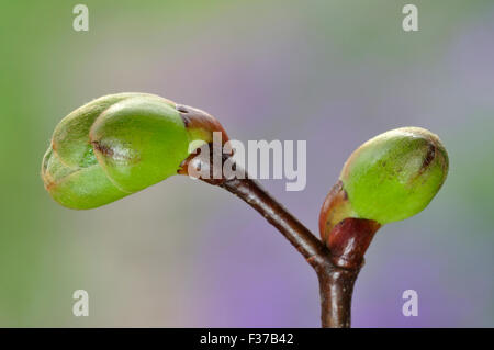 Large-leaved lime buds Stock Photo