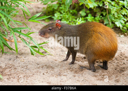 Red-rumoped agouti (Dasyprocta leporina), captive, Thuringia, Germany Stock Photo