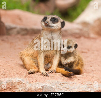 Meerkats (Suricata suricatta), adult and young, captive, Thuringia, Germany Stock Photo