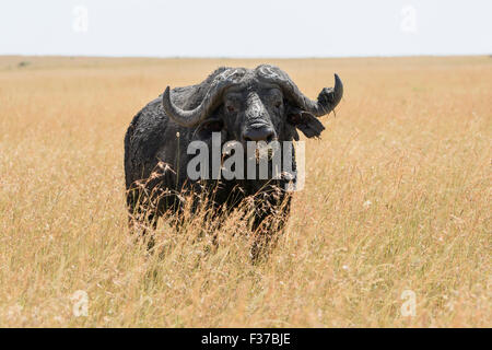 Old african buffalo, cape buffalo (Syncerus caffer), in the tall grass, Maasai Mara National Reserve, Narok County, Kenya Stock Photo