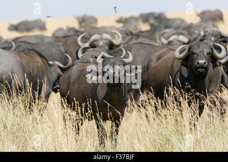 Herd of African buffalo or cape buffalo (Syncerus caffer), Maasai Mara National Reserve, Narok County, Kenya Stock Photo