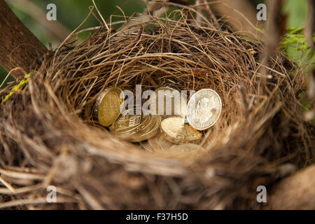 Birds nest with British pound coins inside. Stock Photo