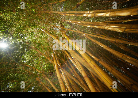 bamboo thickets in Vietnam Stock Photo