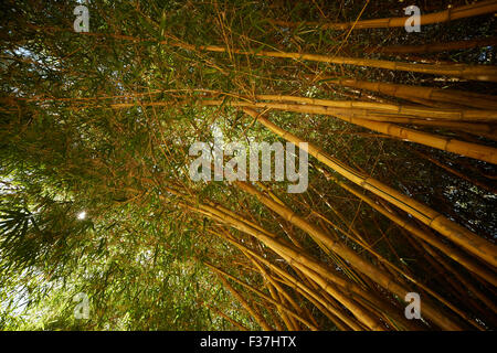 bamboo thickets in Vietnam Stock Photo