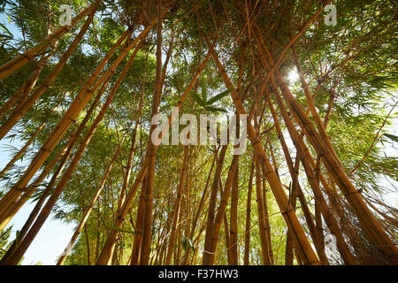 bamboo thickets in Vietnam Stock Photo