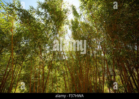 bamboo thickets in Vietnam Stock Photo