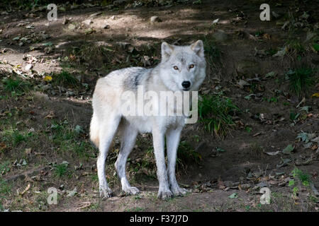 An Arctic Wolf in late summer. Stock Photo