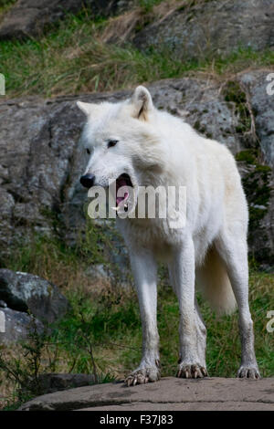 An Arctic Wolf in late summer. Stock Photo