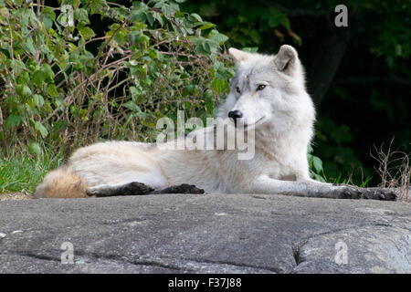 An Arctic Wolf in late summer. Stock Photo